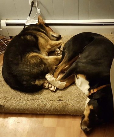 Two sleeping dogs with their feet tangled together