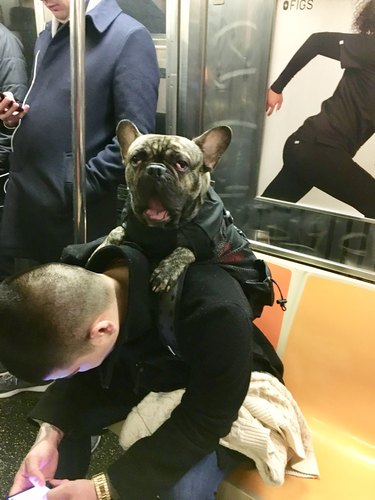 A yawning dog is in a backpack on a train.