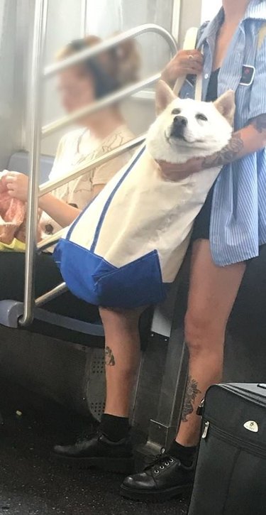 A dog is in a bag on a subway.