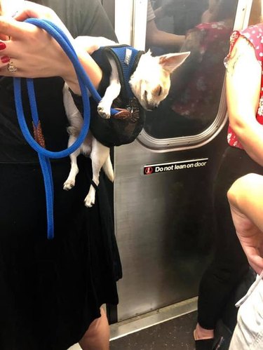 A sleepy Chihuahua is in their human's arms while on a subway.