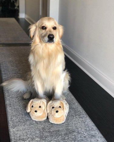 Dog wearing slippers that look like dogs
