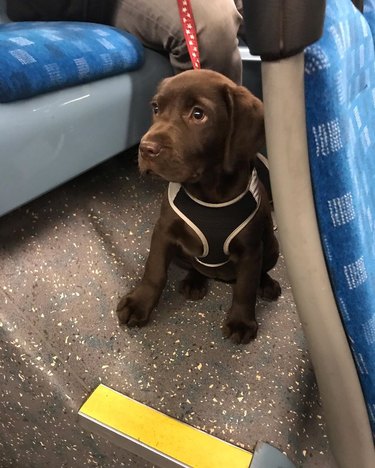 A brown puppy is on a leash and harness while on public transportation.