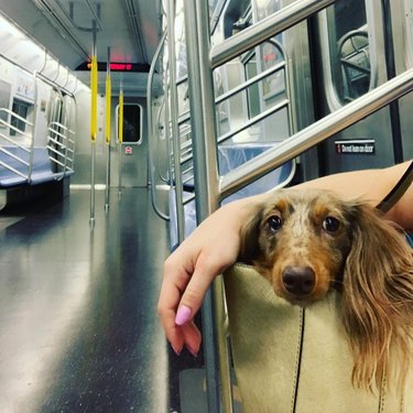 A dog sits in their human's bag in an empty subway car.