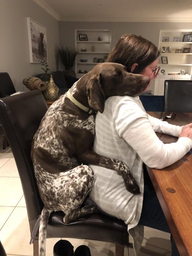 Dog sitting behind woman in chair at desk