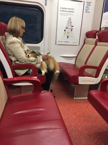 A dog sleeps on their human's lap while on a train.