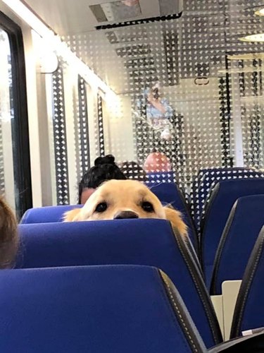 A dog peers over a seat on a train.