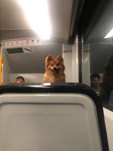 A happy dog looks at a passenger while on a train.