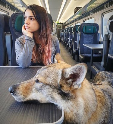 dogs looks out window on train ride