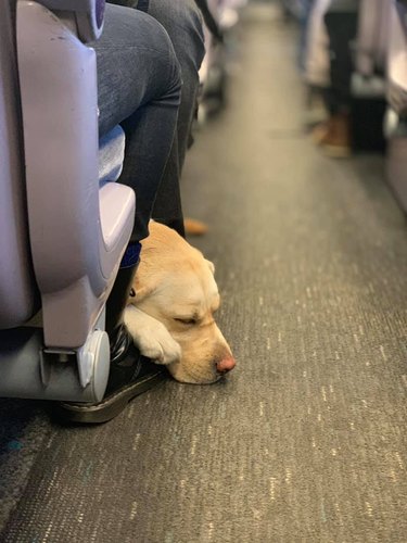 A dog is sleeping on the floor of a train.