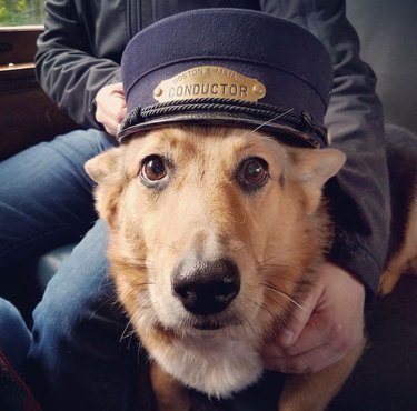 A dog is wearing a conductor hat while on a train.