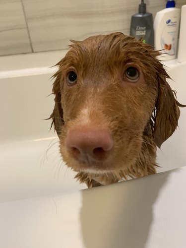 Wet dog in bath looking sad