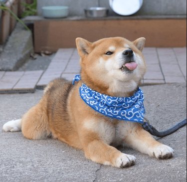 Shiba Inu sticking out its tongue