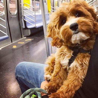 A dog is sitting on a person's lap while on the subway.