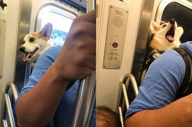 A corgi is in a backpack on a train.