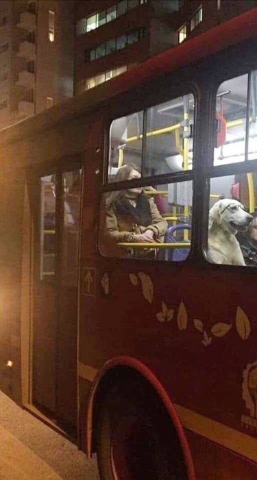 A dog is wearing glasses on a public bus.