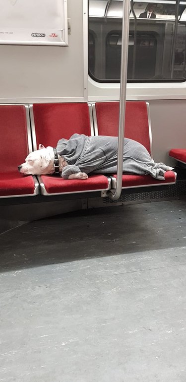 A dog is sleeping on a train.