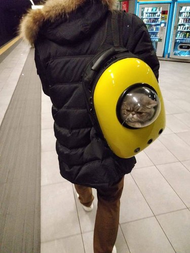 A cat is being carried by their human in a yellow backpack bubble while waiting for the subway.