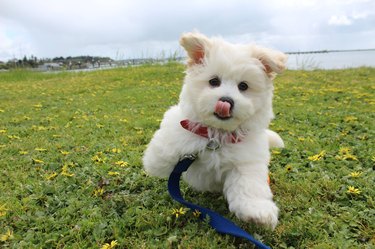 Puppy in midair with tongue out