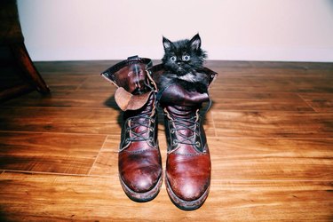 kitten hiding in a boot