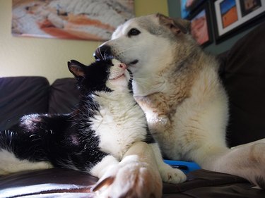 dog and cat are friends