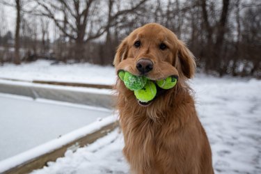 dog with tennis balls in its mouth
