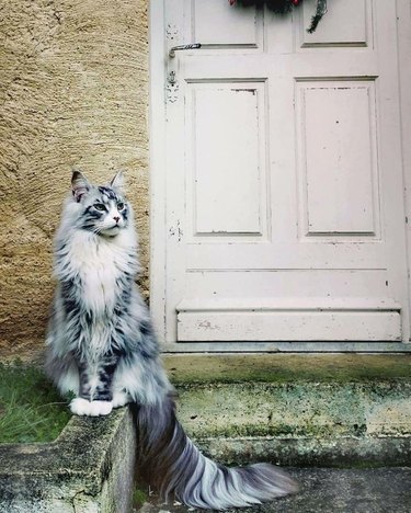 Gato con cola larga posando