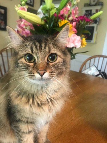 Cat with flowers