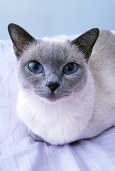 gato con ojos azules