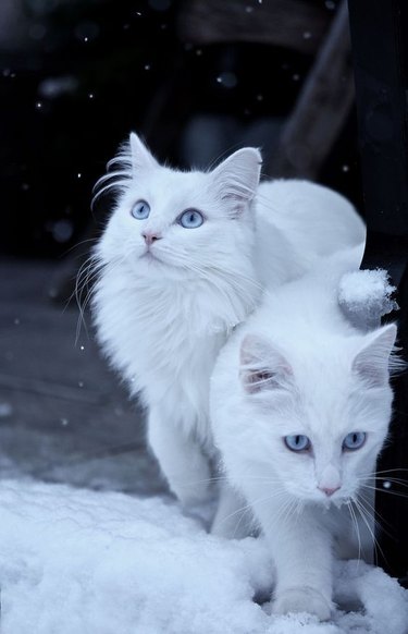 Dos gatos blancos en la nieve.