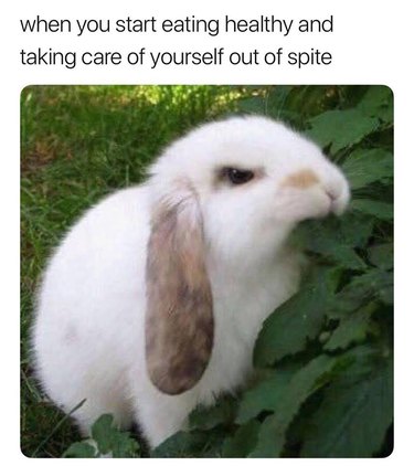 Grumpy rabbit eating leaf.
