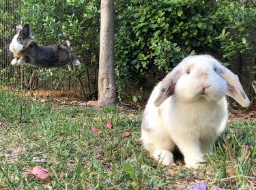 Rabbit mid-jump.