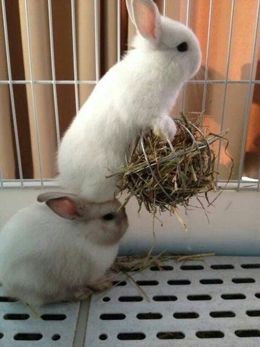 Rabbit standing on other rabbit's head.