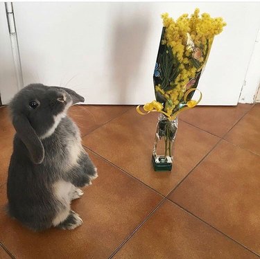 Rabbit next to a bouquet of flowers.