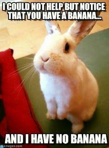 Rabbit begging for a banana.