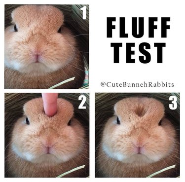 Fluffy rabbit undergoes "fluff test."