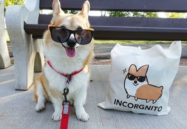 Corgi wearing sunglasses next to tote bag with drawing of corgi wearing sunglasses