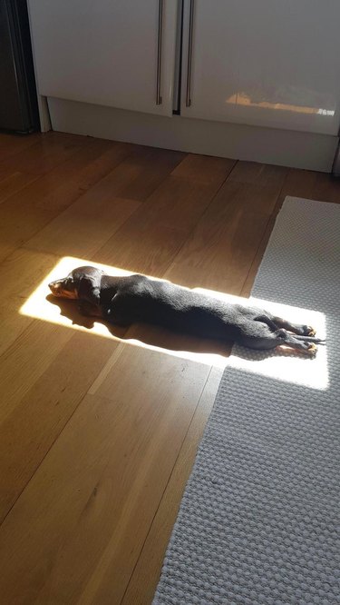 Puppy in rectangle of sunshine