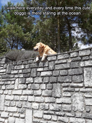 Dog looking over stone wall