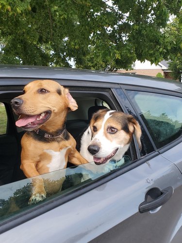 Dogs enjoying a car ride