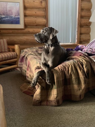 Great Dane sitting on a bed