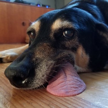 Dog laying on floor with tongue hanging out
