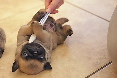 animals who love being brushed