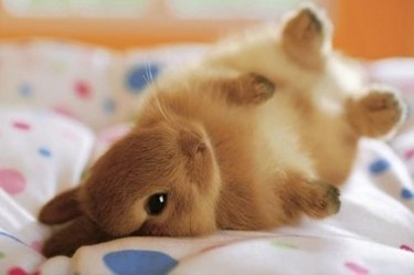 funny and cute bunny memes