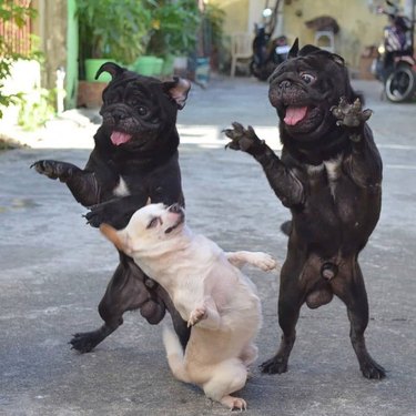 Three dogs standing on their back legs