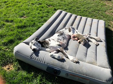 Great Dane on an air mattress in the sun