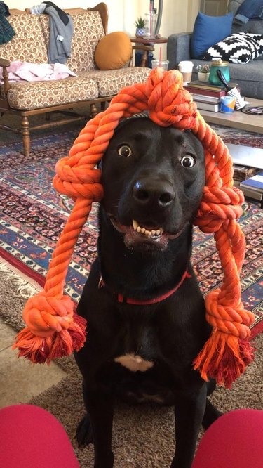 Dog wearing orange rope toy on its head like braids