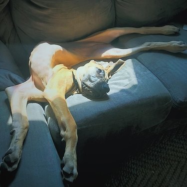 Great Dane puppy in an awkward position