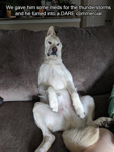 Dog slumped in couch cushions