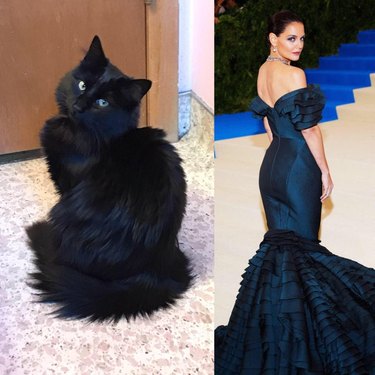 Cat posing next to picture of actress in evening gown