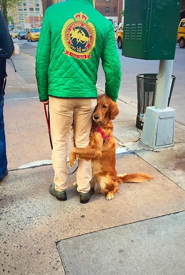 Dogs standing up